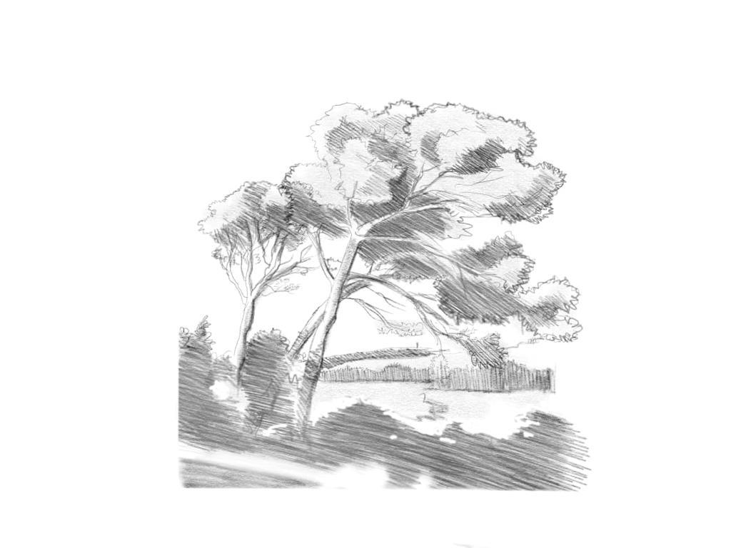 arbre-dessin